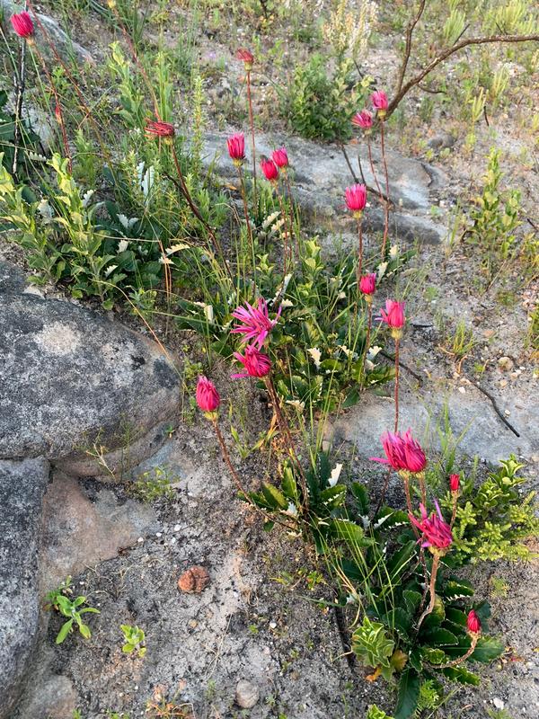 0 Bedroom Property for Sale in Piketberg Rural Western Cape